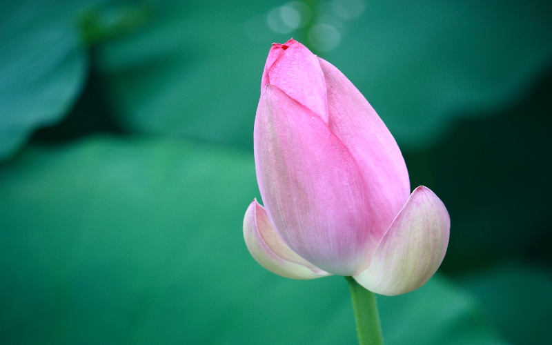 http://i.dcview.tw/gallery/201105/6642d365a1e4b707ded7d63c7bc79e6d.jpg