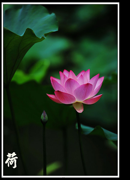 http://i.dcview.tw/gallery/201105/67f4ec5702685932ae701c2aac5cd326.jpg