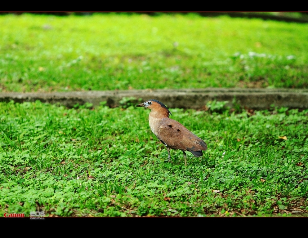 http://i.dcview.tw/gallery/201105/6e11ecff976e47c181434f3b1a4cd97f.jpg