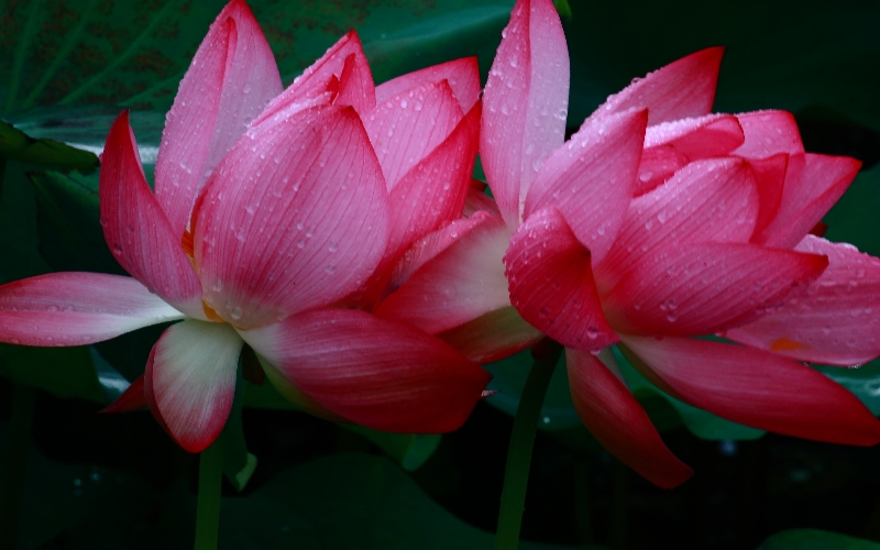 http://i.dcview.tw/gallery/201105/73bc502ca897798d6ff2142bcc6129db.jpg