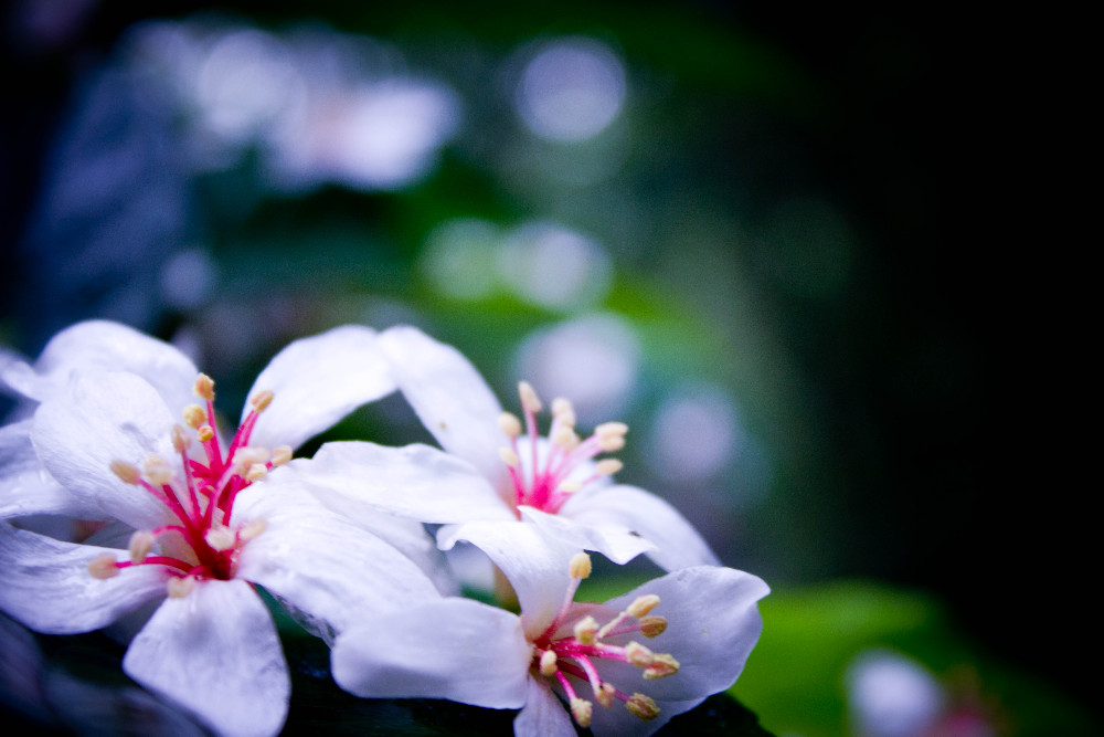 http://i.dcview.tw/gallery/201105/758500d5389e9a49cb13ab32e91e457a.jpg