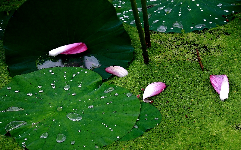 http://i.dcview.tw/gallery/201105/800931b1078a5a513c48b425a1ff13d9.jpg
