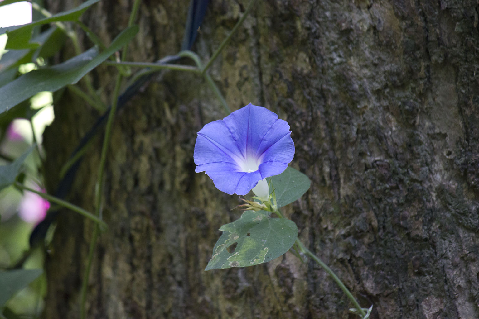 http://i.dcview.tw/gallery/201105/84f67c6b08afd60c373091214fae18be.jpg
