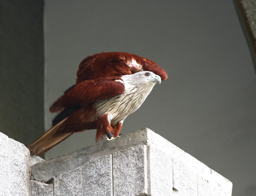 http://i.dcview.tw/gallery/201105/8a25e9e247e0331c567bdc191a243954.jpg
