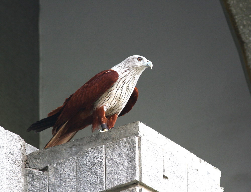 http://i.dcview.tw/gallery/201105/946affa2d19ad53fc90b320652adf023.jpg