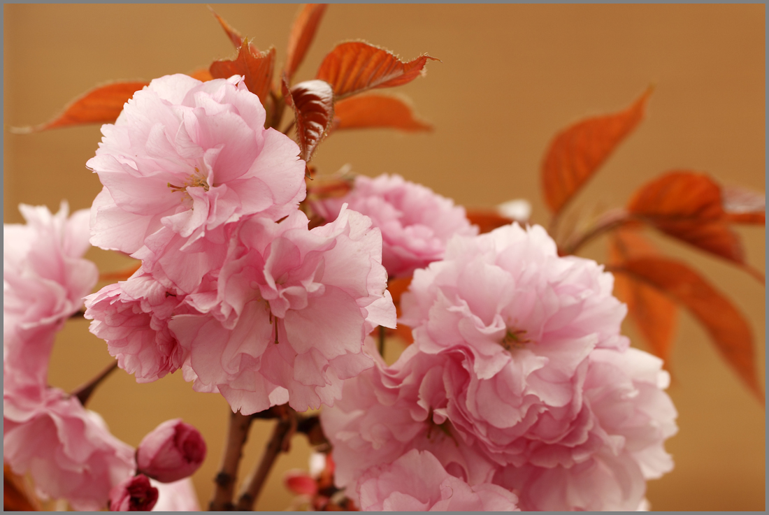 http://i.dcview.tw/gallery/201105/94d291f496a5702f612e7b9bb55c88a3.jpg