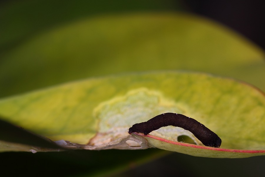 http://i.dcview.tw/gallery/201105/979734fa5dc1d16bc8ca3ddf7fe77b50.jpg