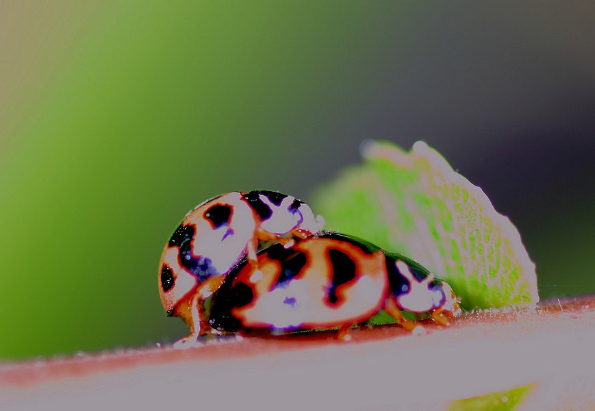 http://i.dcview.tw/gallery/201105/980eb8c749470107c26e9a463b55a5e3.jpg