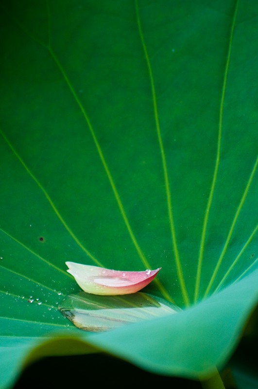 http://i.dcview.tw/gallery/201105/9c47be38db6079d511e2fa5ea6a561d8.jpg