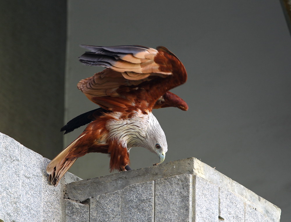 http://i.dcview.tw/gallery/201105/a72263c16c0f63cb67e2256b9f718c3d.jpg
