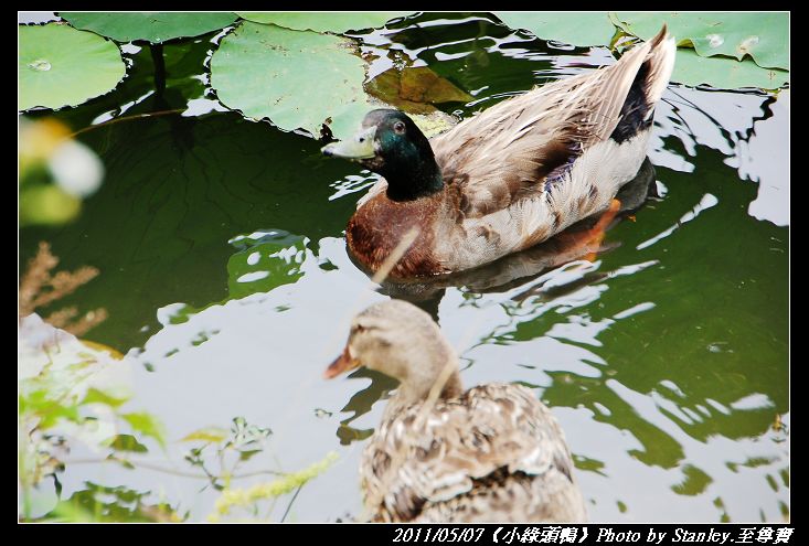 http://i.dcview.tw/gallery/201105/ad299f856018b8bc1851e2f224b8a44b.jpg