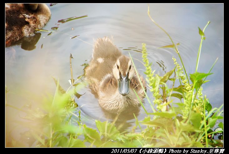 http://i.dcview.tw/gallery/201105/b0b0ccee77bcfc9d58c38520d1fa1489.jpg