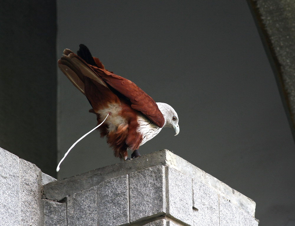 http://i.dcview.tw/gallery/201105/b14d22f5d59524d99bf5bbdd84adc978.jpg