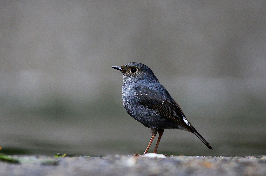 http://i.dcview.tw/gallery/201105/b44b8af914f555028f3243e61435e425.jpg
