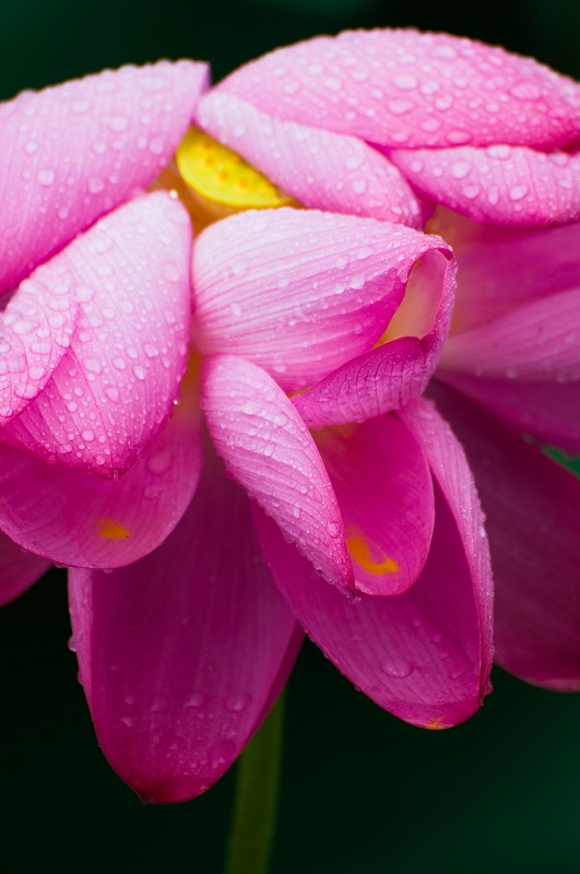 http://i.dcview.tw/gallery/201105/b7f7a2ae6099635a80dbf0d905fbcc1b.jpg