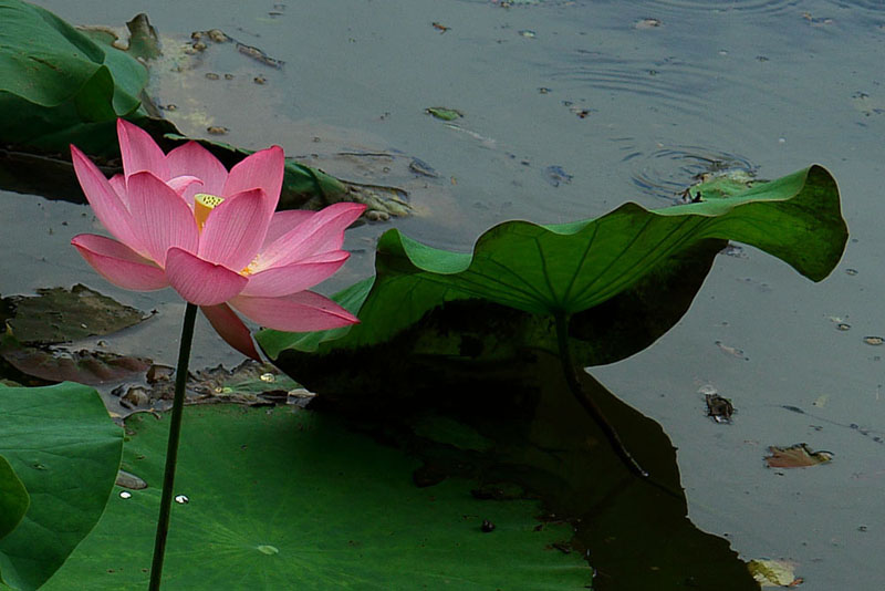 http://i.dcview.tw/gallery/201105/c45359a8b0fbd64eade658fcd002c470.jpg