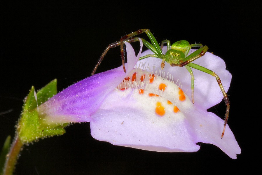 http://i.dcview.tw/gallery/201105/cc69c9358067259dd87fe671cef9fb71.jpg