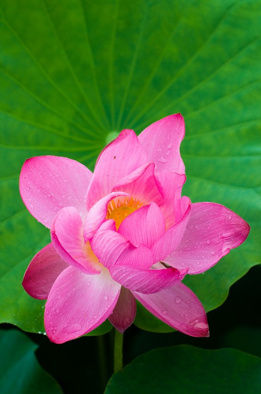 http://i.dcview.tw/gallery/201105/cca0f2b0ff9d8bb29329fcbb309cf427.jpg