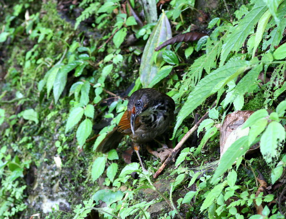 http://i.dcview.tw/gallery/201105/cd7bfd157a1d10526cc931e46856674e.jpg