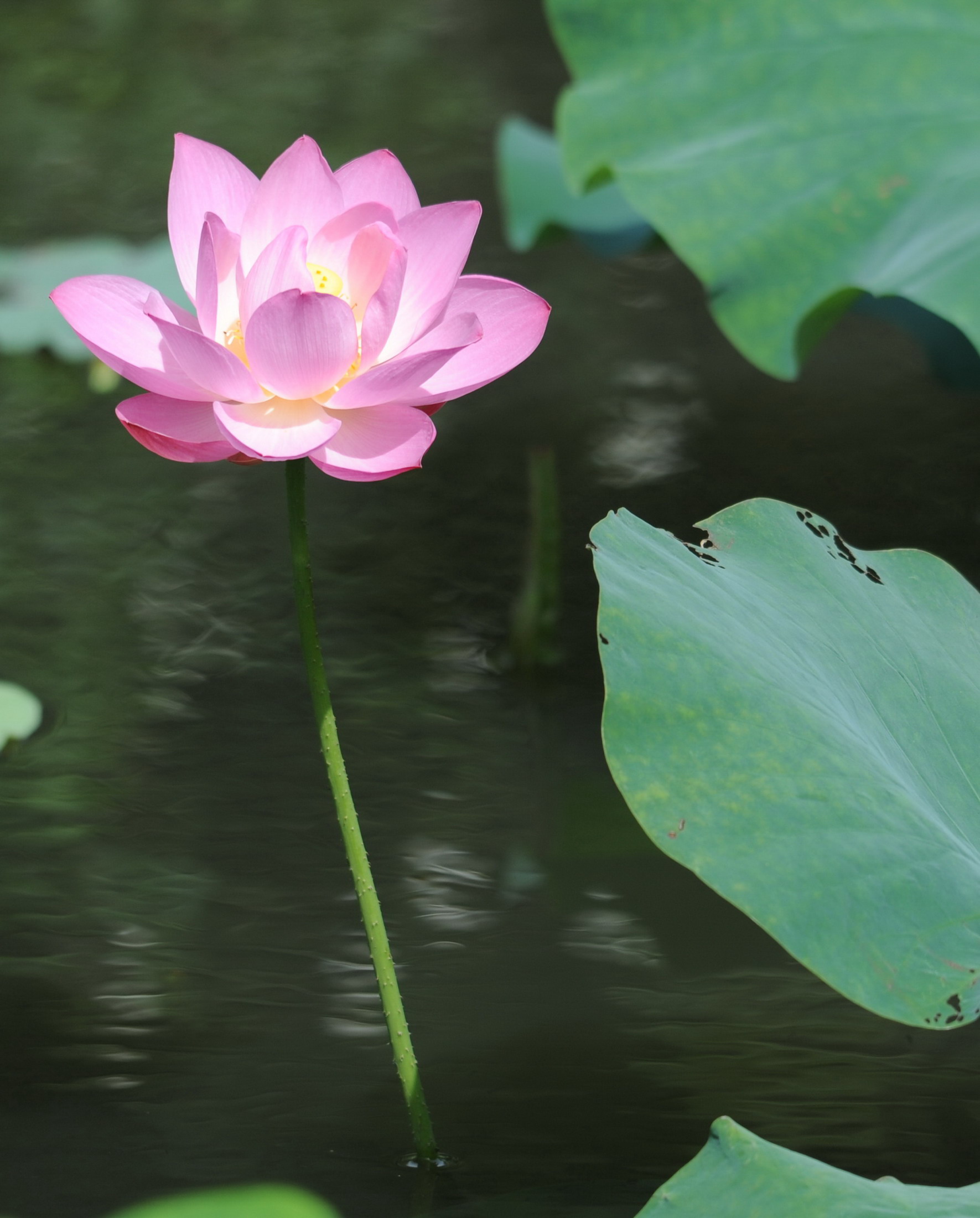 http://i.dcview.tw/gallery/201105/d547f63665254bfab9f9cf88474877ad.jpg