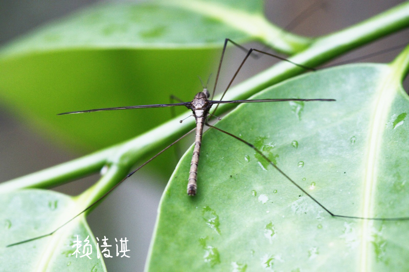 http://i.dcview.tw/gallery/201105/f328258a2acd857d924b2eae2965bcf8.jpg