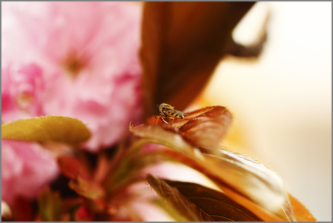 http://i.dcview.tw/gallery/201105/f6c83319464fa3beb848924e9293d39f.jpg