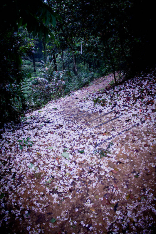 http://i.dcview.tw/gallery/201105/fbb2b5ad1b72b526ed2dbd971de84a87.jpg