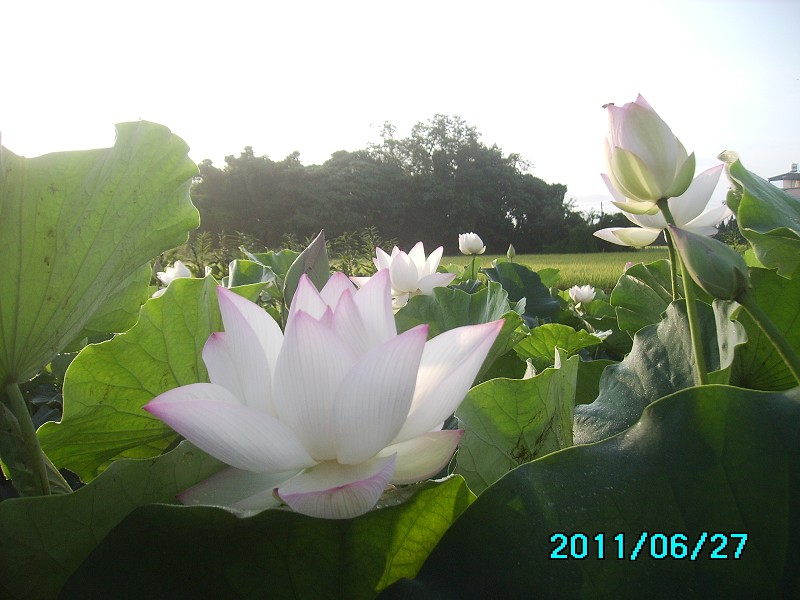 http://i.dcview.tw/gallery/201106/009ed9d602de96dbdadafdec2bca3004.jpg