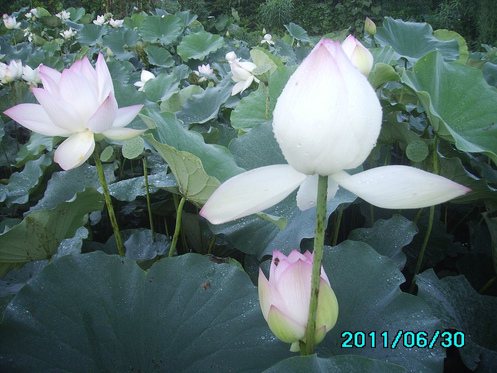 http://i.dcview.tw/gallery/201106/066d268435f2ef35d5d732e3022f8b2d.jpg