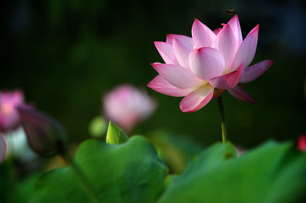 http://i.dcview.tw/gallery/201106/099766a300e73fd758d972b96a603e61.jpg