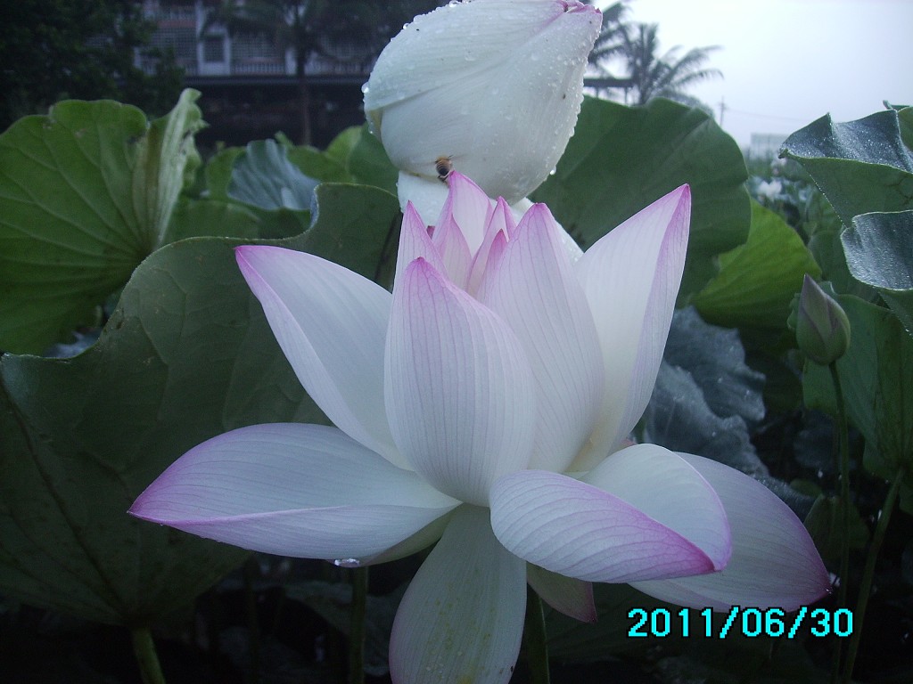 http://i.dcview.tw/gallery/201106/0c6def2d6fc38e471e9f357bcc581585.jpg