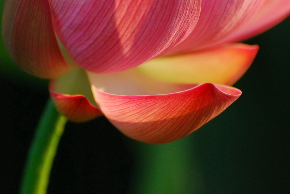 http://i.dcview.tw/gallery/201106/10844872307f7c359ac250306ba1ce20.jpg