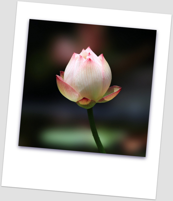 http://i.dcview.tw/gallery/201106/17131050628b6c57b59d3e6a63fa84ed.jpg