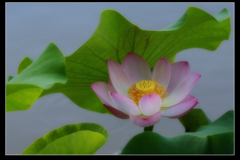 http://i.dcview.tw/gallery/201106/17b8eaf53cfee60a576f53cc25d93d3f.jpg