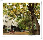 新手報到 ~吉野~ 輕鬆小品 阿勃勒