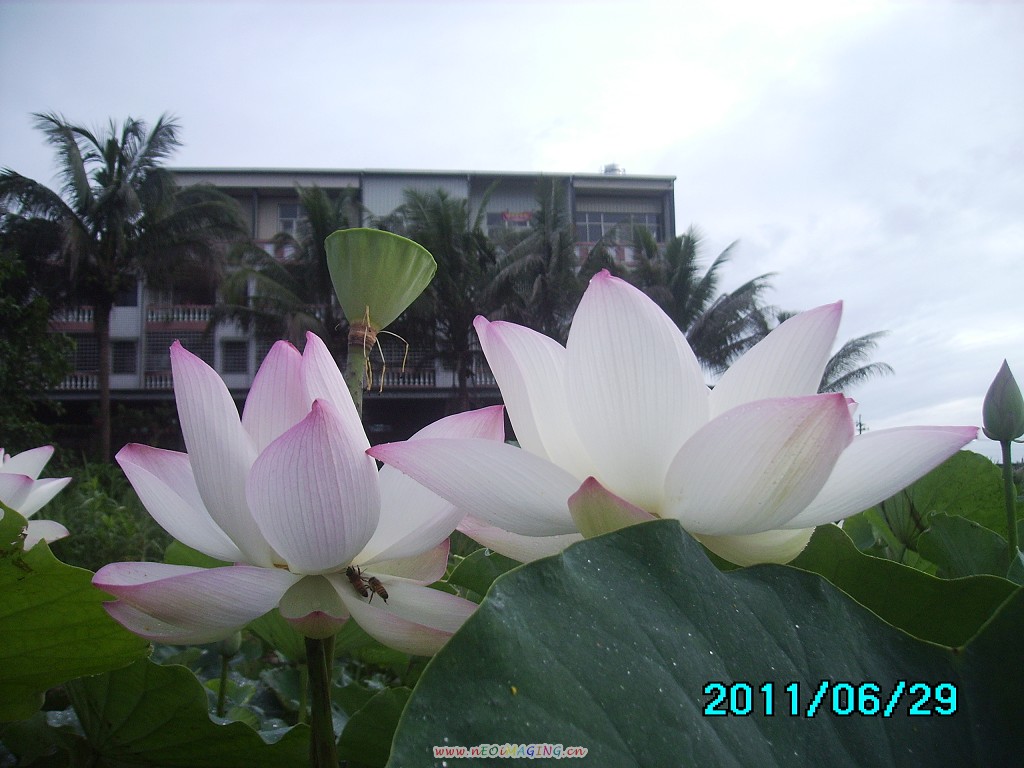 http://i.dcview.tw/gallery/201106/20f593e2e9dd4a75132ede4f584f131a.jpg