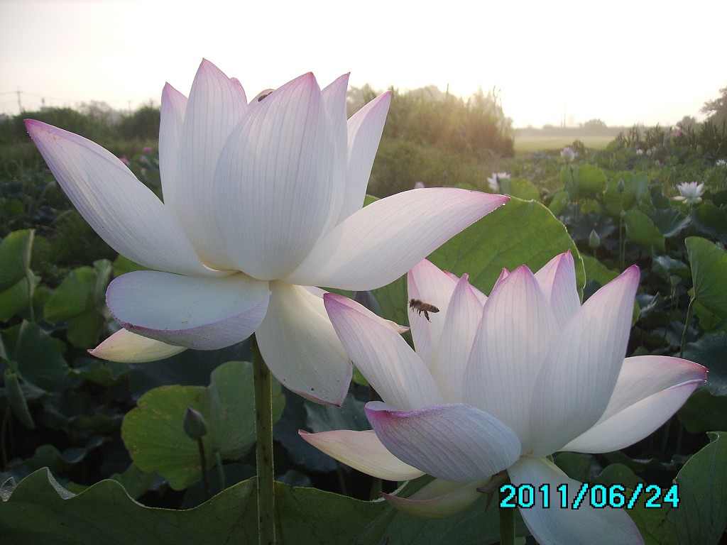 http://i.dcview.tw/gallery/201106/22ed4e6967b386144eb79854f2569eb1.jpg