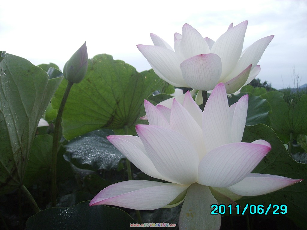 http://i.dcview.tw/gallery/201106/240b346e847c1ce2fb6c3351b1c45fd2.jpg