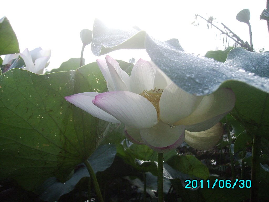 http://i.dcview.tw/gallery/201106/24e372c9802dad8280206716e275aee2.jpg