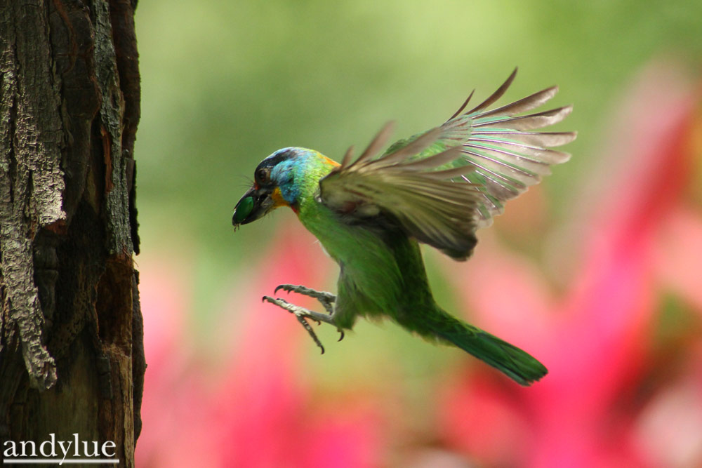 http://i.dcview.tw/gallery/201106/28620ec37f998f5d0e8b4b824da157b9.jpg