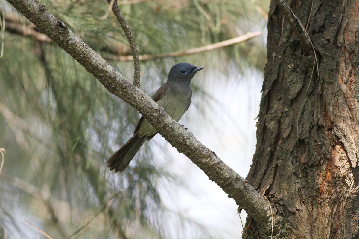 http://i.dcview.tw/gallery/201106/2d053cbffb92ee4fb7e6130d3f49c8e1.jpg