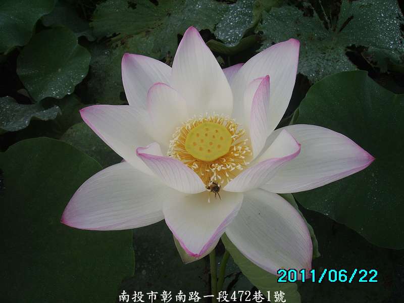 http://i.dcview.tw/gallery/201106/2da64df27b748a2311956e8dcb08c02d.jpg