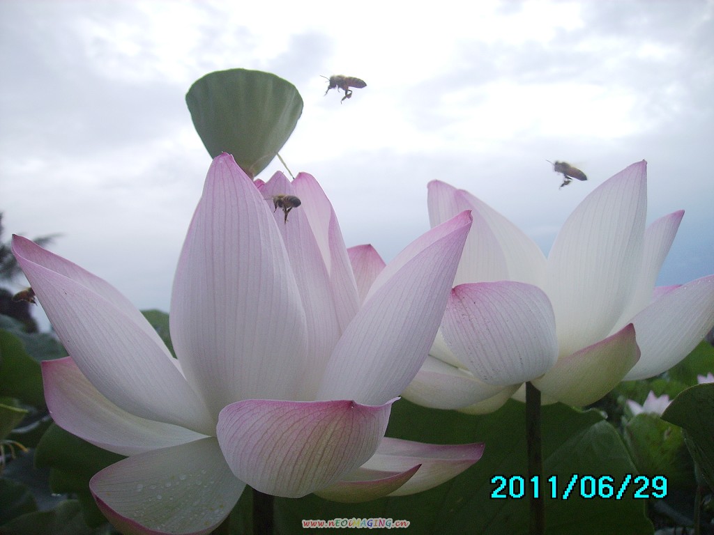 http://i.dcview.tw/gallery/201106/2ec33d90bf501b39c3bd6ae530803e6d.jpg