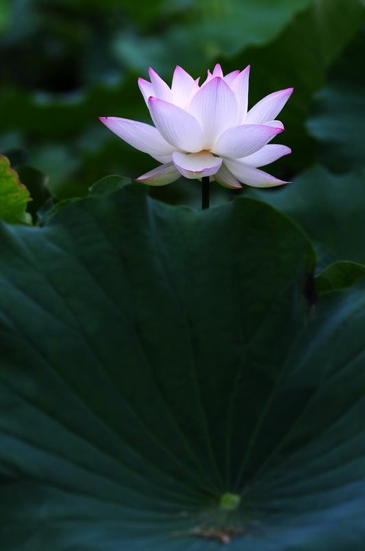 http://i.dcview.tw/gallery/201106/3043a11ec16cabeb9fe6b30d1d9a57c0.jpg