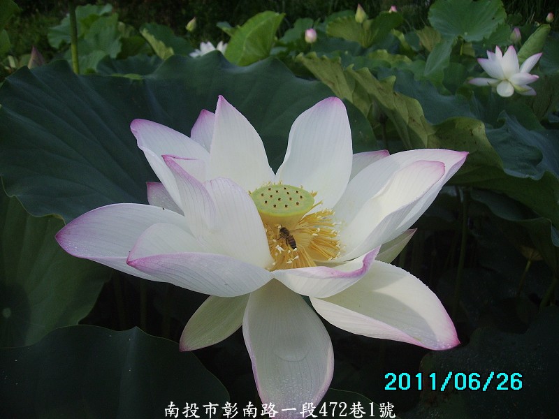 http://i.dcview.tw/gallery/201106/344075c64cc549fb25ace93f1efc73cf.jpg