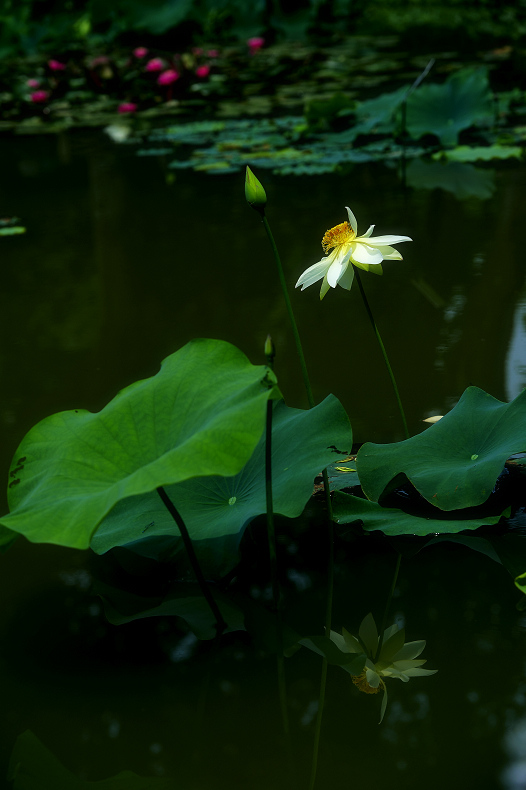 http://i.dcview.tw/gallery/201106/362edeb1ff335b7a6adcdf5234b0b072.jpg