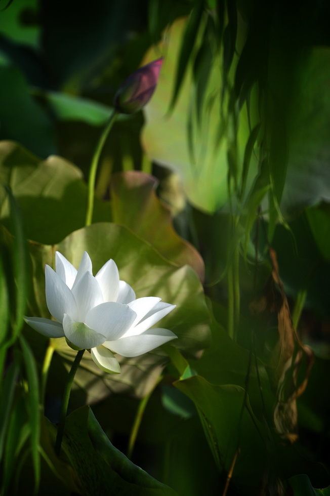 http://i.dcview.tw/gallery/201106/3decd16103df9910d10bc448866ff3b9.jpg