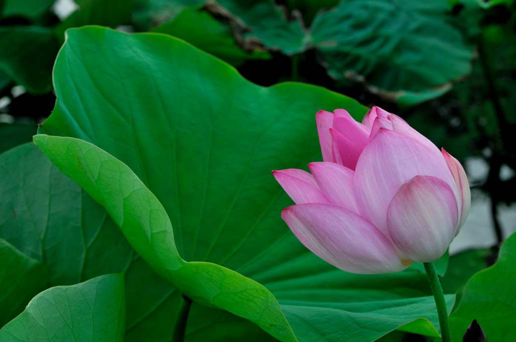 http://i.dcview.tw/gallery/201106/419c7139c30827b5d80937157df66c29.jpg