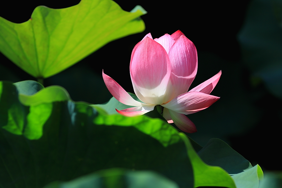 http://i.dcview.tw/gallery/201106/4252c5bb8eb486b62604af43aadcdfe9.jpg