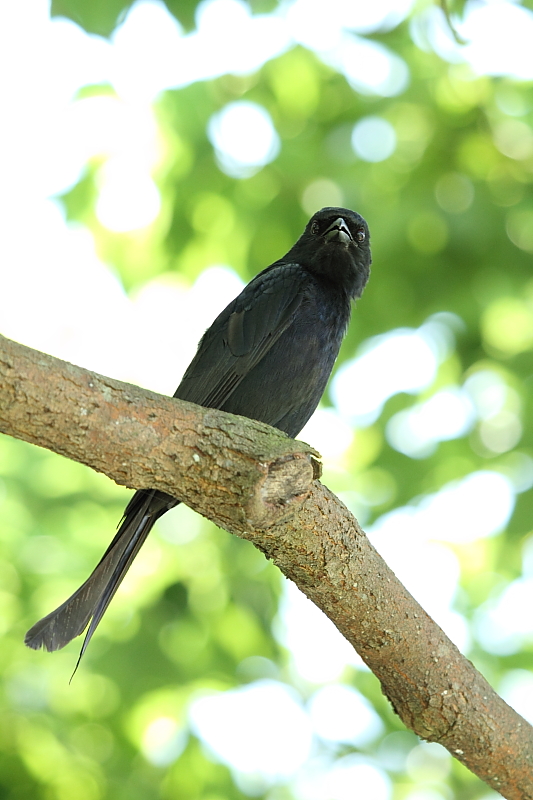 http://i.dcview.tw/gallery/201106/450ced65b57ac9713e582008eece4b02.jpg